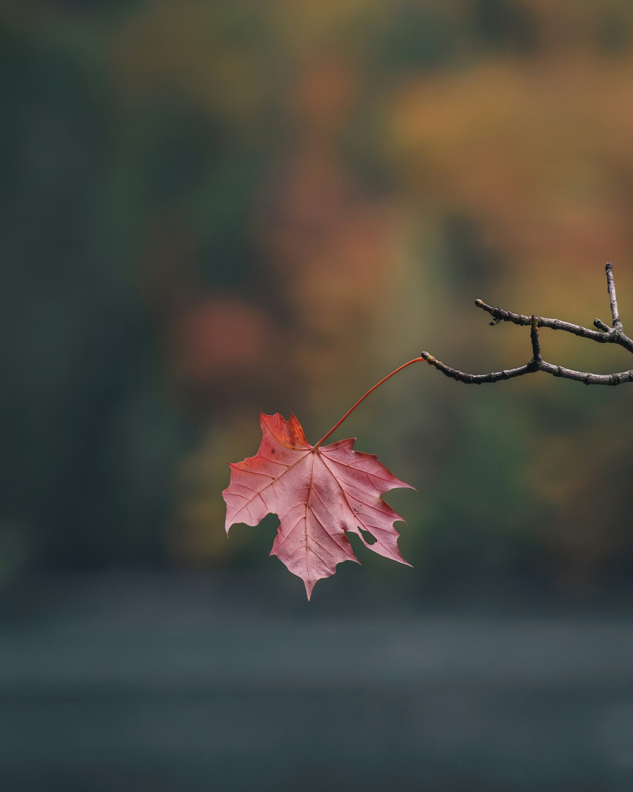 Mindfulness Perspektive: Psihološki Procesi Pažnje
